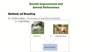 Genetic Improvement and Animal Performance