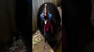 strange and scary bird sounds #dailyfacts #shortvideo