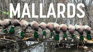 Mallards in the Woods! 3 Man Limit of Green!