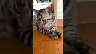 Clever Kitten Spits Out Milk Tooth on Its Own