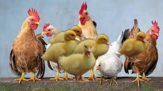 10 Common Chicken Sounds: How To Speak Chicken