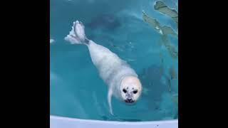 Seal video archive museum: swimming with mama 