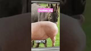 donkey and pig Animal Wonders The Protective Donkey & The Smart Pig