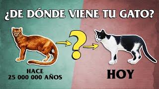 EVOLUCIÓN DEL GATO SALVAJE HASTA EL GATO DOMÉSTICO | ️ ⌛ Origen del gato que vive contigo en casa