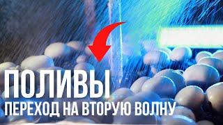 Поливы для перехода на вторую волну.выращивание грибов