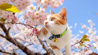 Cats Love Music with Cat's Favorite Music - Soothing Cat Music for Relaxation, Gentle Cat Music