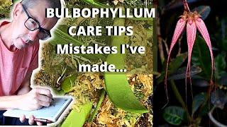 BULBOPHYLLUM ELIZABETH ANN BUCKLEBERRY CARE TIPS - Avoid My Mistakes!