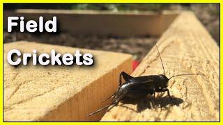 What is about FIELD CRICKETS? | Micro-documentary