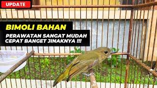 UPDATE BIMOLI IJOAN BAHANGAMPANG BANGET JINAKIN BURUNG INI 