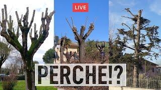 Follia CAPITOZZATURA. Rispettiamo gli alberi. Con Carlo Mascioli 