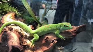 Crimson Day Gecko sale price $250.00 CAN at Local Pet Store.