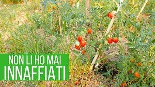 Coltivare i pomodori senza acqua