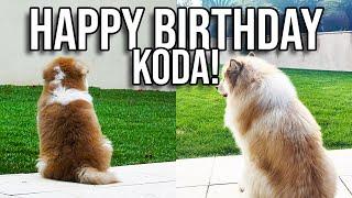 HAPPY BIRTHDAY KODA!! 