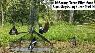 KACER SAYA SAMPAI NGAMUK || MIKAT DI SAMPING RUMAH MASIH MELIMPAH DAN TERJAGA BURUNG2 NYA