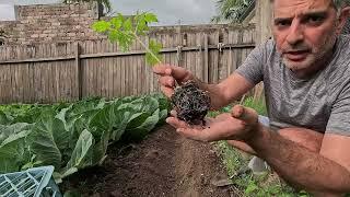 Planting cherry tomatoes and bush beans - this week in the patch