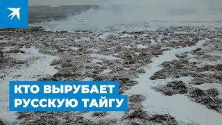 Кто вырубает русскую тайгу