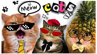 Приколы с кошками Самые смешные  видео с котами  Ржака #fannycat#cat#кот