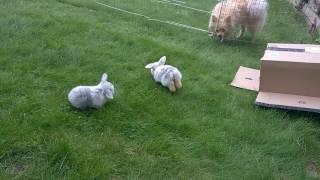 3 Week Old Baby Mini Lop Bunnies on the Grass for the First Time - Sooo Cute!