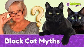 Why Are Black Cats Hard to Adopt?