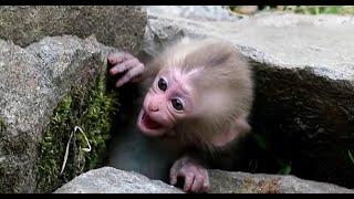 Crying baby monkey, But mom ignored