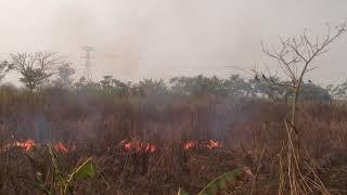 Birds of prey spread fires deliberately