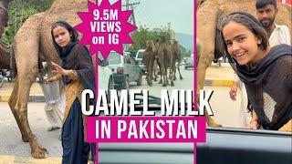 Buying Camel Milk on the Streets of Islamabad | Pakistan Expat Life