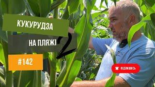 #142 "Пляжне землеробство". Кукурудза на пісках.  На полі з Юрієм Дробязко та Русланом Неродою Ч.2