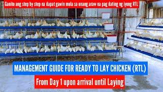 Management guide for ready to Lay Chicken (RTL) from day 1 upon arrival until laying