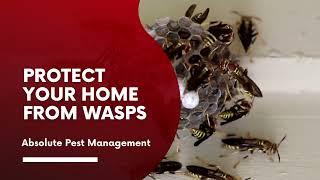 Protect Your Home From Wasps | Absolute Pest Management | Austin, Texas