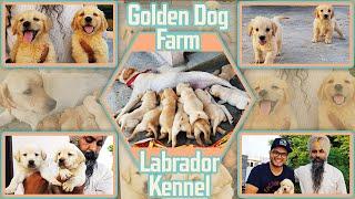 KCI Labrador & Golden Retriever Puppies in Amritsar  | Golden Dog Farm | Gold Medal Kennels