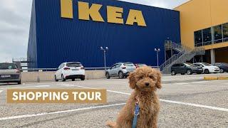 Als Hund im Ikea  | Toy Pudel Lotti