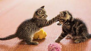 20 Minutes of Adorable Kittens  | BEST Compilation