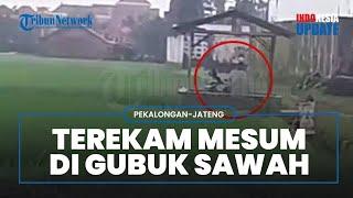 Viral Video Pasangan Diduga Mesum di Gubuk Sawah di Pekalongan, Kepala Desa Tanggapi Kejadian Itu