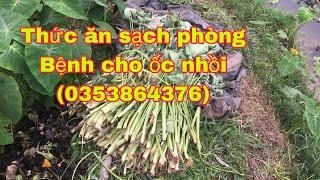 Thức ăn   Phòng bệnh cho ốc nhồi    Rễ kiếm nhất  (0353864375)