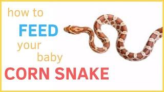 HOW TO FEED YOUR BABY CORN SNAKE