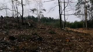 Вырубка леса в Беларуси.
