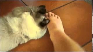 Lucy( cat ) foot massage