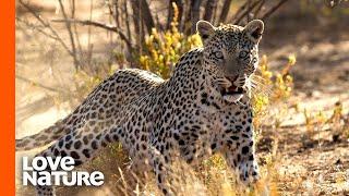 Starving 13-Year-Old Leopard Hunts Down Antelope