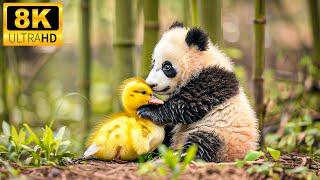Baby Cute Animals 8K - Scenic Wildlife Film With Calming Music