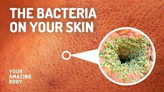 Types Of Bacteria That Live On Your Skin