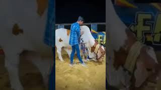 MashAllah Haseen Bachra| Kohinoor Cattle farm| QU Qureshi Vlogs #shotts