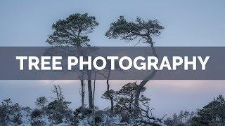 TREE PHOTOGRAPHY