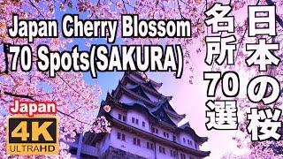 日本の桜名所70選 Japan's Cherry Blossom Spots70(sakura) 京都 Kyoto hanami 名所 吉野山 弘前公園 上野公園 姫路城 千鳥ヶ淵 花見 満開 観光