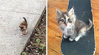 Streunende Katze verfolgt Skateboarder, um sich in sein Herz zu schleichen...