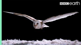 Experiment! Wie kann eine Eule so leise fliegen? | Super Powered Owls | BBC