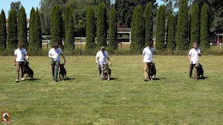 Obedience Comes First! | Kraftwerk K9 German Shepherds