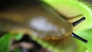 Venus Flytrap vs Giant Slug