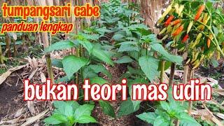 RANGKUMAN CARA TANAM TUMPANGSARI JAGUNG DAN CABE!! LENGKAP