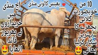 Bhains Colony Mandi Karachi Cattle Latest Rates Update 11 December 2024 | Cow Mandi 2025