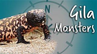 Learning about Gila Monsters - Saguaro National Park | OutSCIder Classroom